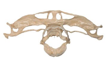 Gezaagde hamerhaai Schedel - (Sphyrna zygaena) - Museum