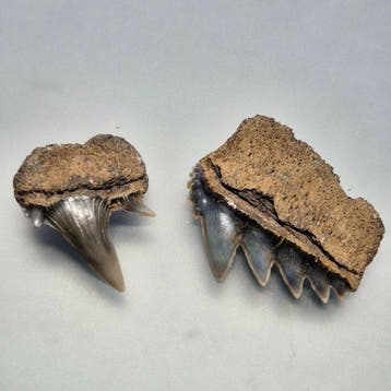 Nice set of fine Fossil Sharks Teeth - Fossiele tanden -