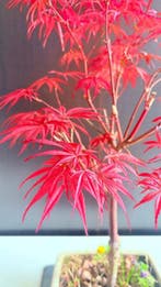 Japanese maple bonsai (Acer palmatum) - Hoogte (boom): 38 cm