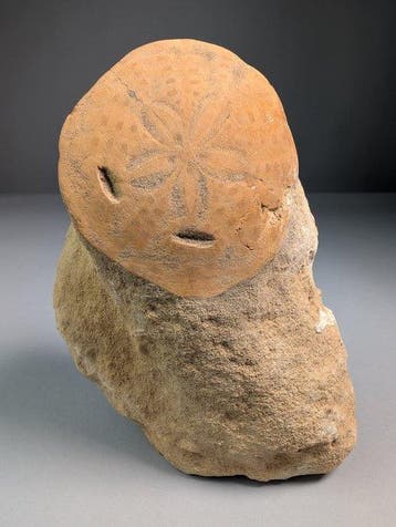Fossiel Sand Dollar op Originele Matrix - Fossiel skelet -