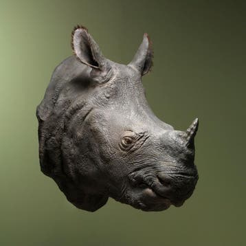 Indische Neushoorn Replica, Ophalen of Verzenden, Nieuw, Wild dier, Opgezet dier
