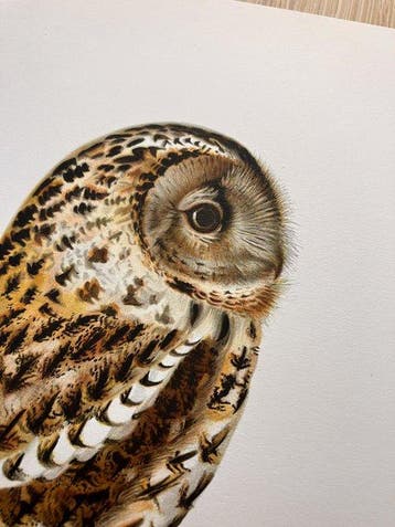 Von Wright brothers & Bror Halberg - Tawny owl lithographic