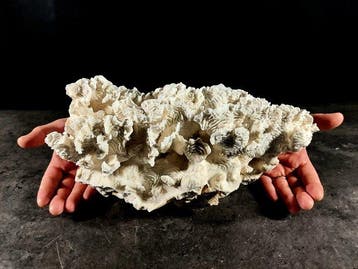 corallo rugosa Taxidermie volledige montage - Pachyseris, Nieuw