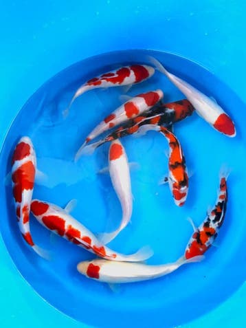 Hirasawa Marusei 27-32cm (Japanse Koi), Ophalen of Verzenden