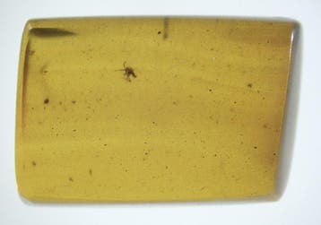 Birmese barnsteen - Barnsteen - 10 Burmese Amber Fossils, Verzamelen
