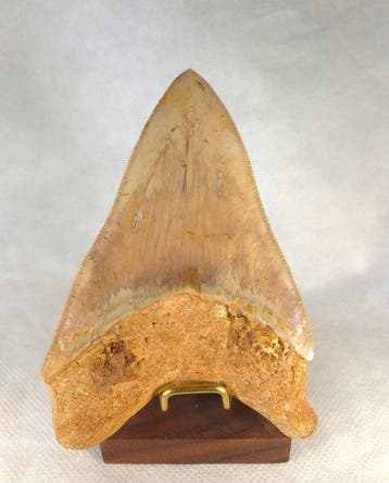 Prachtige Megalodon-tand! - Fossiele tand - Carcharocles