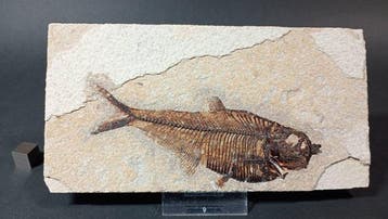 Pez Fósil - Fossiele plaatmatrix - Diplomystus Dentatus -, Verzamelen