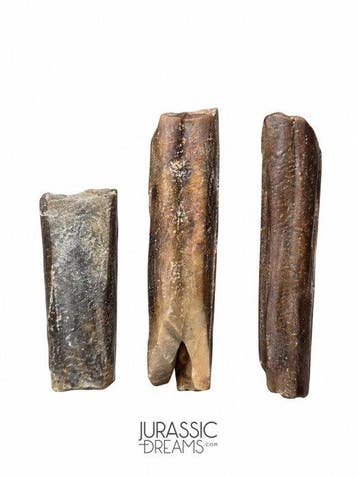 Set van 3 gedeeltelijke tanden van Nigersaurus taqueti, een