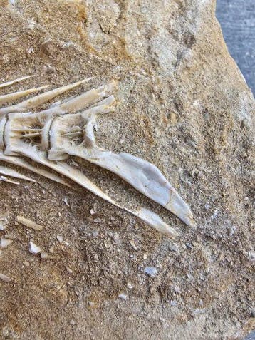 Vis - Gefossiliseerd dier - 10 cm - 11 cm (Zonder
