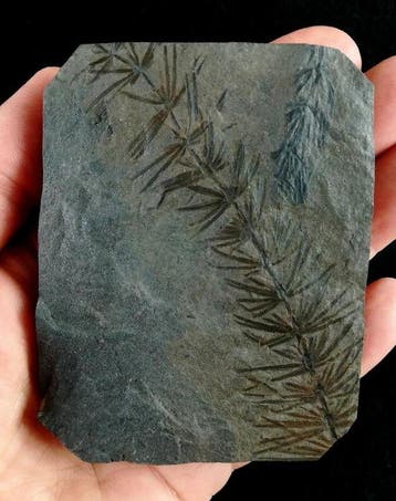 Plante fossile avec une conservation exceptionnelle !! -