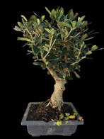 Olijf bonsai (Olea europaea) - Hoogte (boom): 38 cm - Diepte