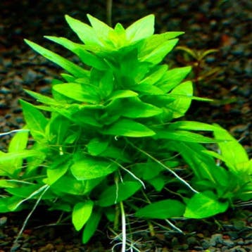 Staurogyne Rubescens in vitro BESTAAT NIET!!!, Verzenden