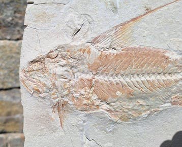 Vis - Gefossiliseerd dier - Knochenfisch - Nematonotus, Verzamelen