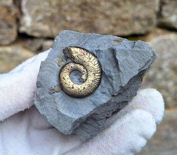 Esthetische pyriet-ammoniet - Gefossiliseerd dier -