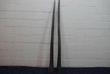 Gemsbok Hoorns - Oryx gazella - 91 cm - 3 cm - 0 cm-, Verzamelen, Dierenverzamelingen, Nieuw
