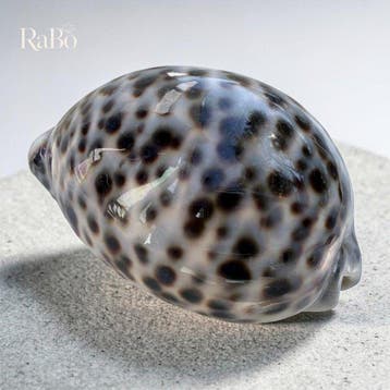 Filipijnse tijgerschelp (Cypraea tigris) – Grote natuurlijke