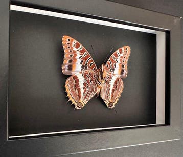 Vlinder Taxidermie volledige montage - Charaxes Brutus