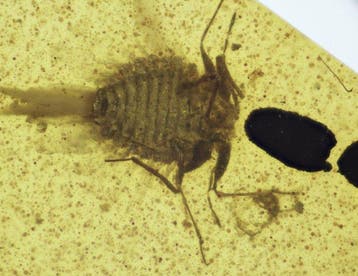Birmese barnsteen - Barnsteen - Burmese Amber with Fossil