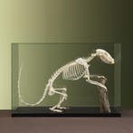 Neusbeer Skelet Taxidermie Opgezette Dieren By Max, Ophalen of Verzenden, Nieuw, Wild dier, Opgezet dier