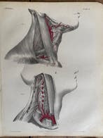 P. S. Duval (XIX) - A Series of Anatomical Plates, Antiek en Kunst