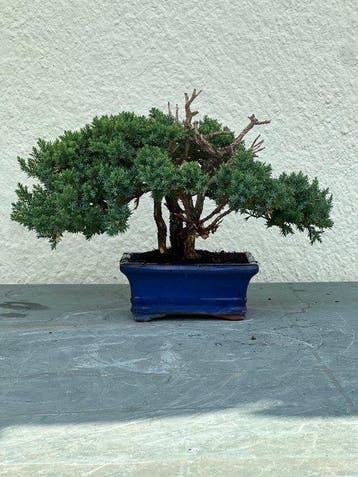 Jeneverbes bonsai (Juniperus) - Hoogte (boom): 24 cm -