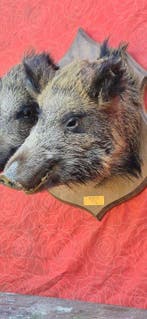 Wild zwijn Taxidermie volledige montage - Sus scrofa -