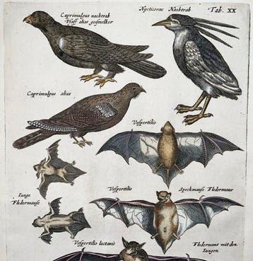 Matthäus Merian (1593-1650) - hand coloured folio: Bats,