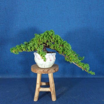 Jeneverbes bonsai (Juniperus) - Hoogte (boom): 11 cm -