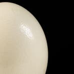 Echte Afrikaanse struisvogelei op een verfijnde decoratieve