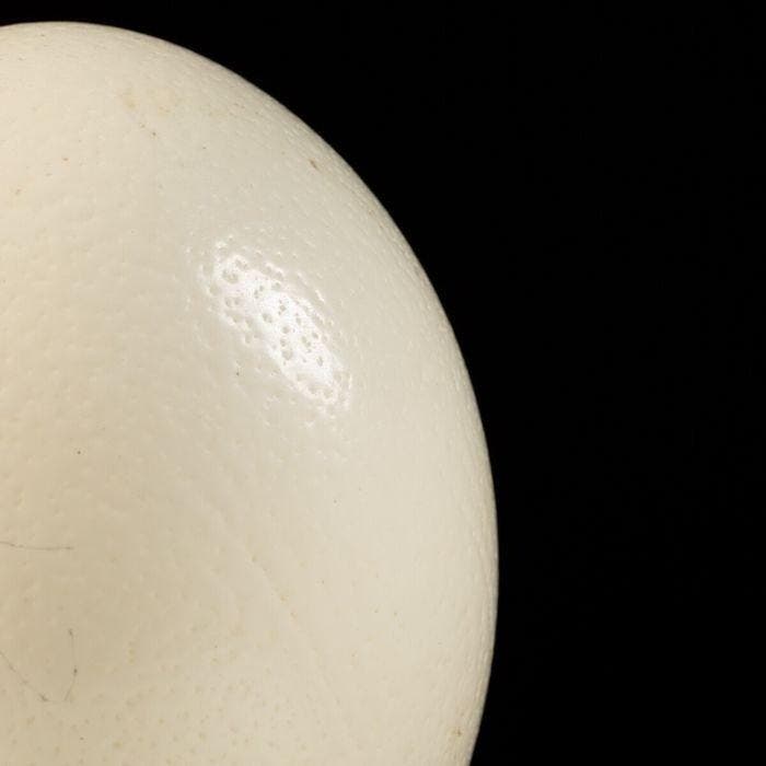 Echte Afrikaanse struisvogelei op een verfijnde decoratieve, Antiek en Kunst, Curiosa en Brocante