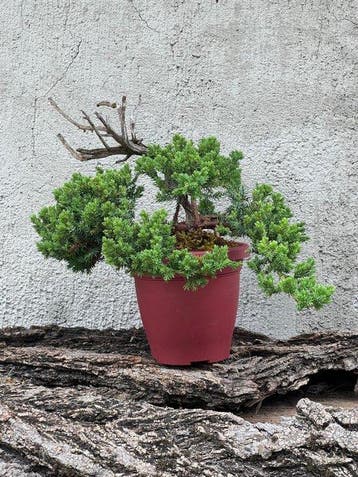 Jeneverbes bonsai (Juniperus) - Hoogte (boom): 20 cm -