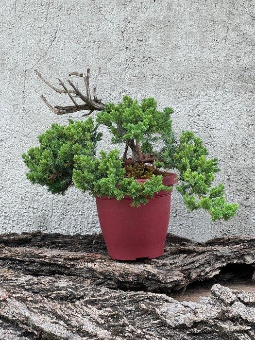 Jeneverbes bonsai (Juniperus) - Hoogte (boom): 20 cm -, Antiquités & Art, Curiosités & Brocante