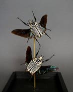 Scarabée Support de corps entier pour taxidermie - Goliathus