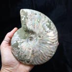 Ammoniet Ailoceras (Cleoniceras) - Gefossiliseerde schelp -