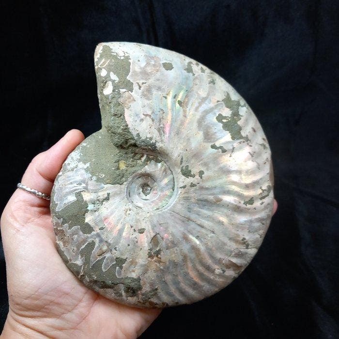 Ammoniet Ailoceras (Cleoniceras) - Gefossiliseerde schelp -, Verzamelen, Mineralen en Fossielen