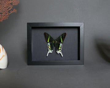 Papillon Support de corps entier pour taxidermie - Urania, Nieuw