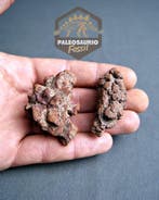 Verse dinosauruspoep - Gefossiliseerd dier - Coprolito