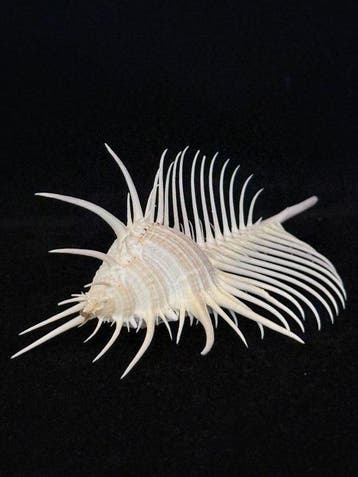 Zeeslak Zeeschelp - S-650 MUREX PECTEN (Zonder minimumprijs)