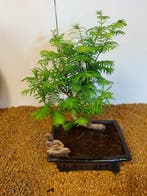 Kustmammoetboom bonsai (Sequoia) - Hoogte (boom): 28 cm -