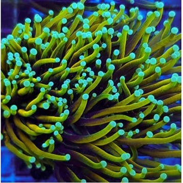 Euphyllia glabrescens Dragon Soul (2 koppen)