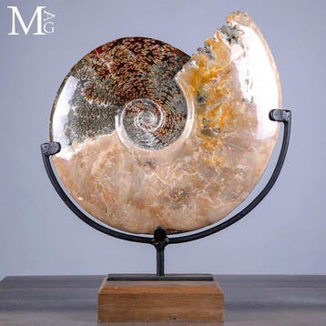Superbe !!! Grosse ammonite fossile Cleoniceras avec nacre