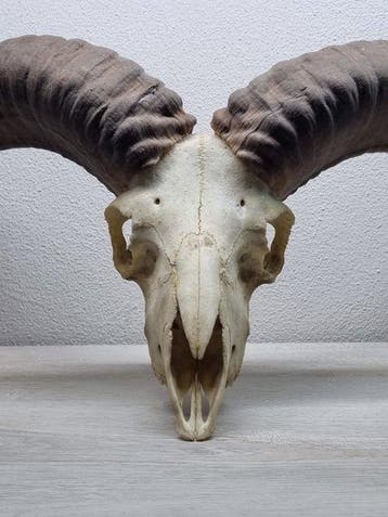 Mouflon Crâne de mammifère - Ovis aries musimon - 30 cm - 45