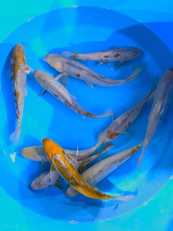 Hirasawa Marusei 27-32cm (Japanse Koi), Ophalen of Verzenden