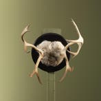 Rendier Gewei Taxidermie Opgezette Dieren By Max, Ophalen of Verzenden, Opgezet dier