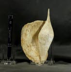 Zeldzame fossiele schelp - In uitstekende staat -