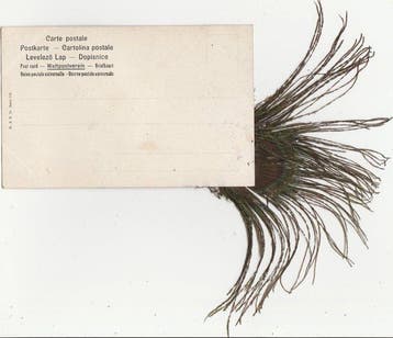 Cartes postales doiseaux avec de vraies plumes - Carte, Collections