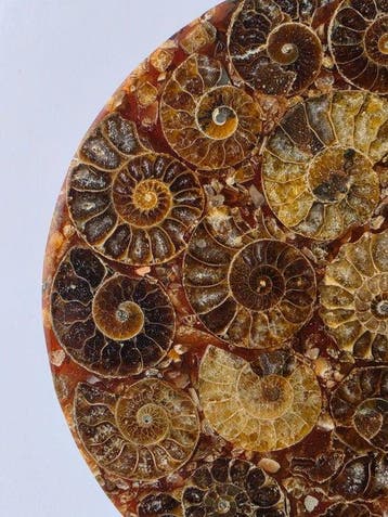 Ammoniet - Gefossiliseerd dier - Aioloceras (Cleoniceras), Verzamelen, Mineralen en Fossielen