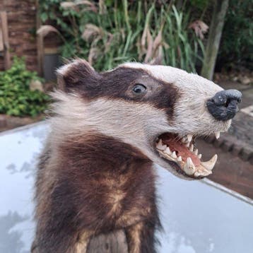 Europese das Taxidermie volledige montage - Meles Meles - 46