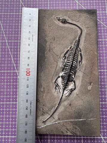 Reptile fossile: Keichousaurus -témoignage rare du Trias -