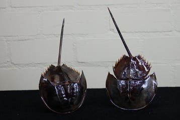 Degenkrab Taxidermie volledige montage - crabus crabus - 20